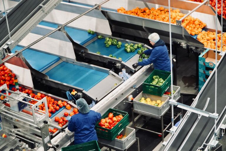 Pakowanie Sortowanie Papryki