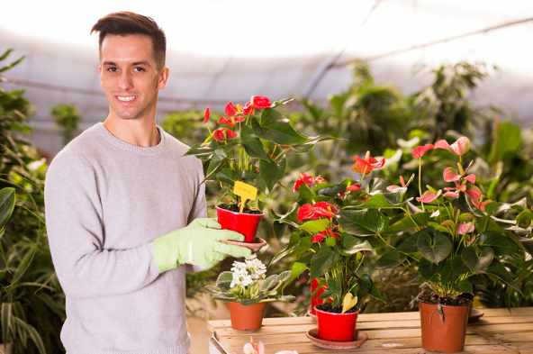 Kwiaty Doniczkowe Anthura 1